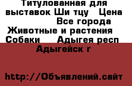 Титулованная для выставок Ши-тцу › Цена ­ 100 000 - Все города Животные и растения » Собаки   . Адыгея респ.,Адыгейск г.